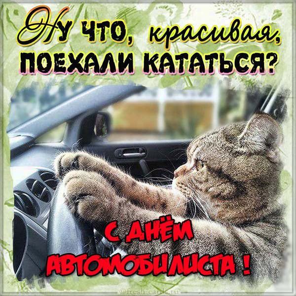 Прикольная открытка на день автомобилиста с котом