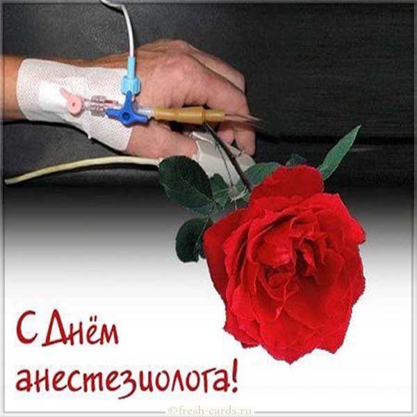 Трогательная картинка на день анестезиолога с розой