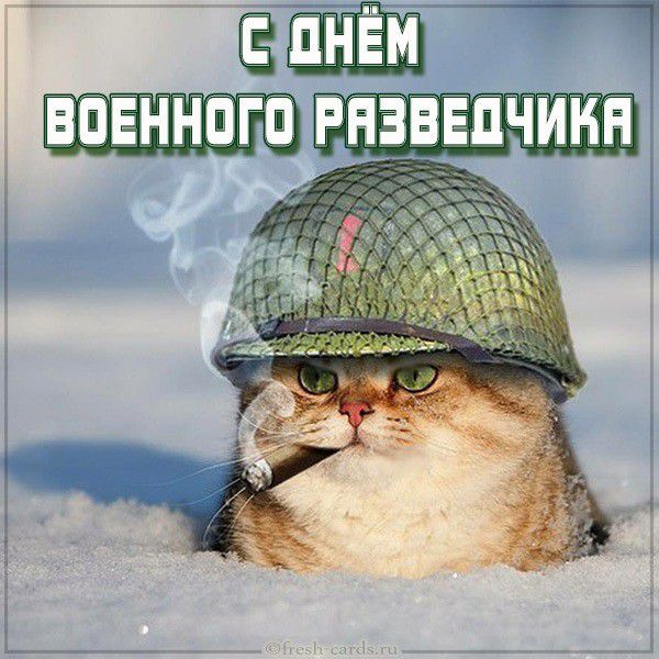 Прикольная открытка на день военного разведчика с котом