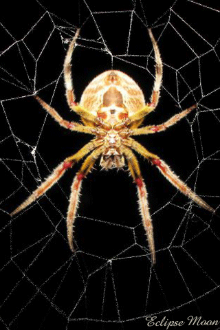 Анимашка паук на паутине - скачать бесплатно на otkrytkivsem.ru