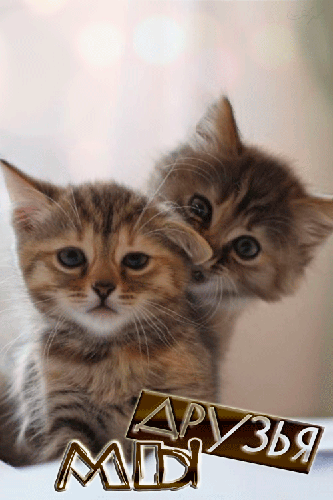 Анимашка с котятами - Мы друзья - скачать бесплатно на otkrytkivsem.ru
