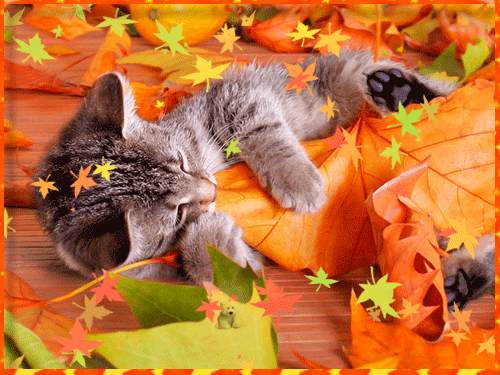 Анимашка с котёнком и падающими листьями про осень - скачать бесплатно на otkrytkivsem.ru
