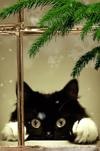 Анимация черный котик - скачать бесплатно на otkrytkivsem.ru
