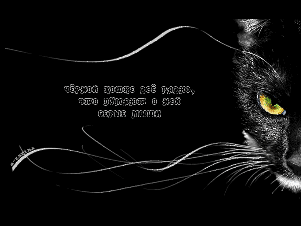 Анимация Чёрная кошка - скачать бесплатно на otkrytkivsem.ru