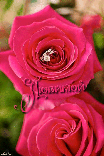 Анимация роза для любимой - скачать бесплатно на otkrytkivsem.ru