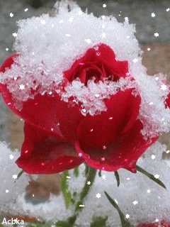 Анимация Роза под снегом - скачать бесплатно на otkrytkivsem.ru