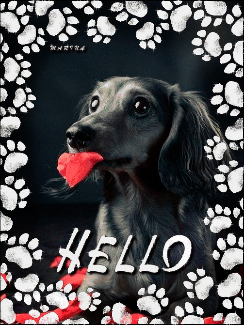 Анимация с собакой - Приветствие для друзей - скачать бесплатно на otkrytkivsem.ru