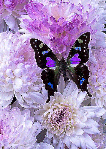 Бабочка и цветок - скачать бесплатно на otkrytkivsem.ru
