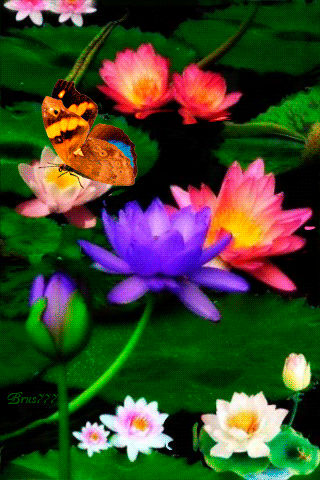 Бабочка на лилии - скачать бесплатно на otkrytkivsem.ru