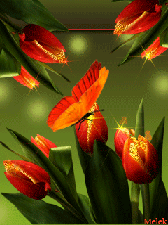 Бабочка на тюльпане - скачать бесплатно на otkrytkivsem.ru