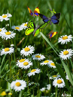 Бабочки лето - скачать бесплатно на otkrytkivsem.ru