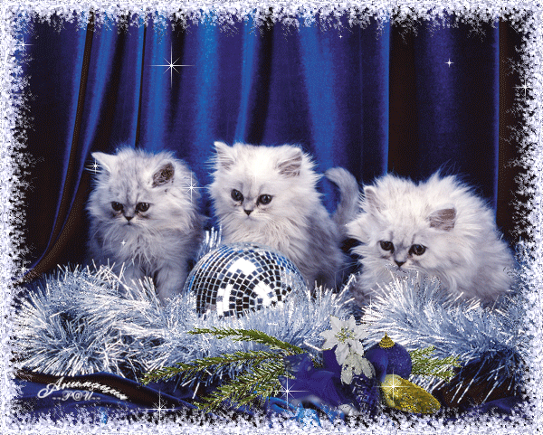 Белые котята фото - скачать бесплатно на otkrytkivsem.ru