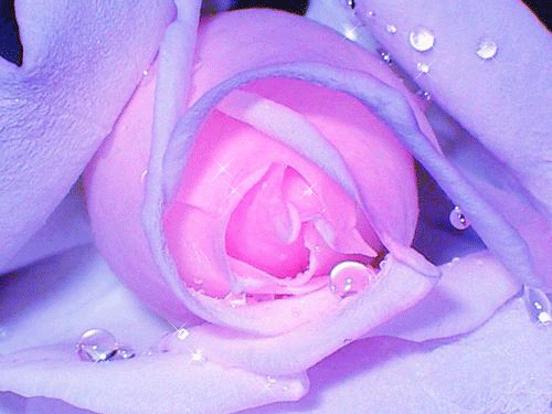 Белые розы с голубым оттенком - скачать бесплатно на otkrytkivsem.ru