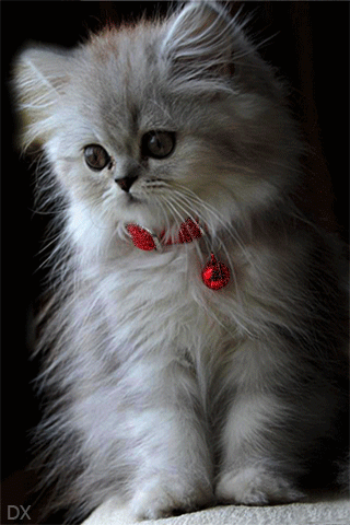 Белый котик анимашка - скачать бесплатно на otkrytkivsem.ru