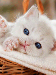 Белый пушистый котенок - скачать бесплатно на otkrytkivsem.ru