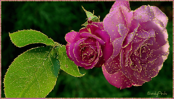 Блестящая роза - скачать бесплатно на otkrytkivsem.ru