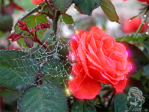 Блестящая роза - скачать бесплатно на otkrytkivsem.ru