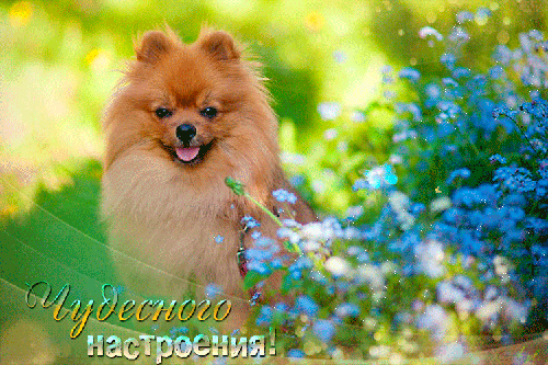 Чудесного настроения - скачать бесплатно на otkrytkivsem.ru