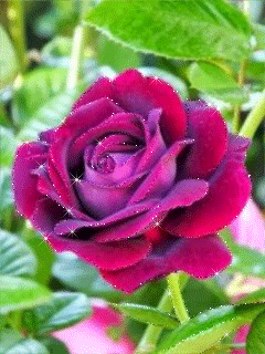 Фото картинка Бордовая роза - скачать бесплатно на otkrytkivsem.ru