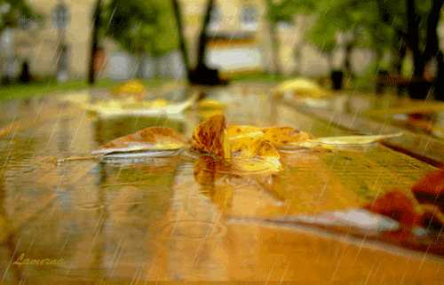 Фото картинка Осенний дождь - скачать бесплатно на otkrytkivsem.ru