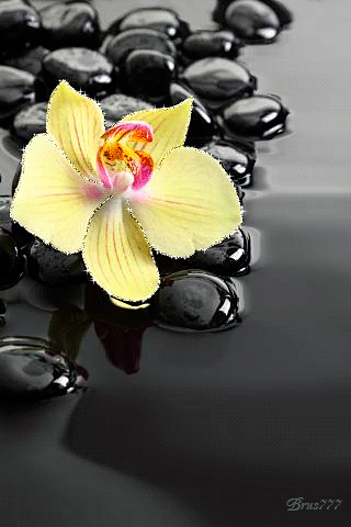 Фото картинка Желтая орхидея - скачать бесплатно на otkrytkivsem.ru