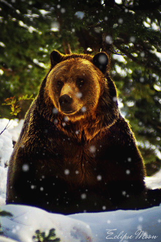 Гифка Медведь в сугробе - скачать бесплатно на otkrytkivsem.ru