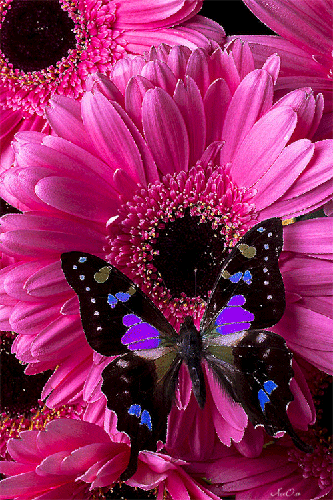 Картинка Бабочка на цветке - скачать бесплатно на otkrytkivsem.ru