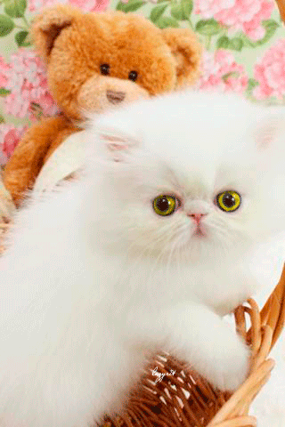 Картинка Белоснежный котенок - скачать бесплатно на otkrytkivsem.ru