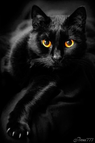 Картинка Чёрный кот - скачать бесплатно на otkrytkivsem.ru