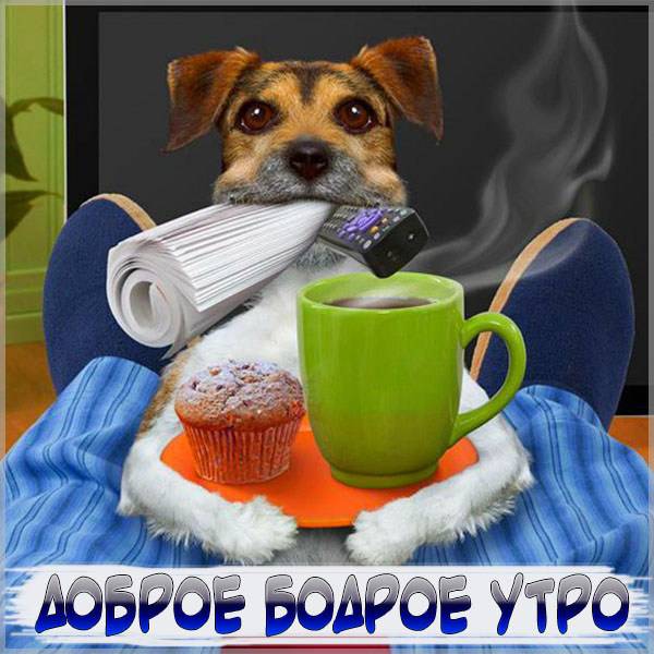 Картинка доброе бодрое утро прикольная с животными - скачать бесплатно на otkrytkivsem.ru