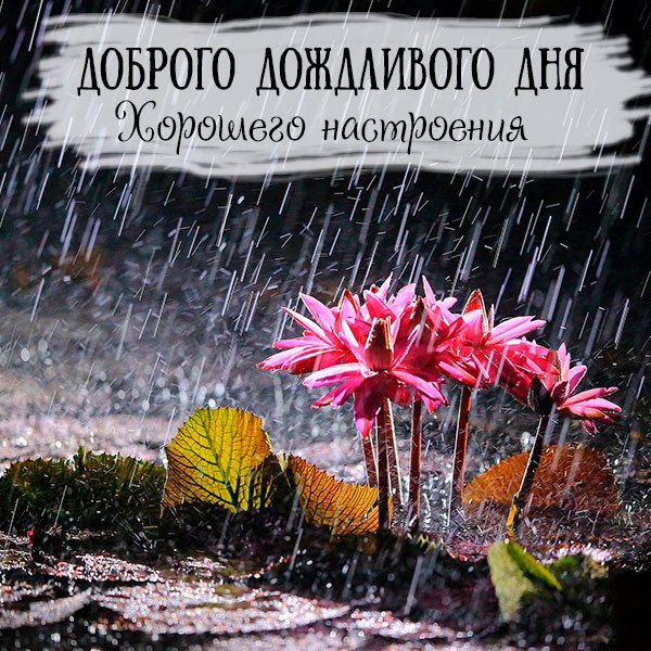 Картинка доброго дождливого дня и хорошего настроения - скачать бесплатно на otkrytkivsem.ru