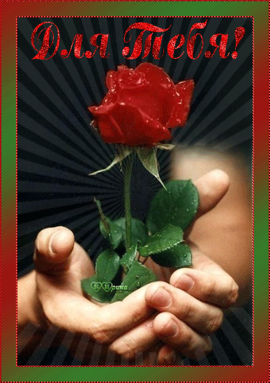 Картинка гиф Красная роза для тебя - скачать бесплатно на otkrytkivsem.ru