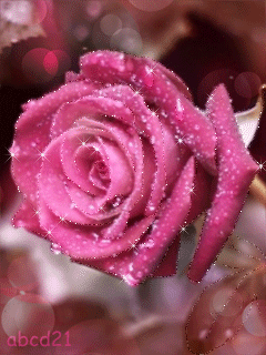 Картинка прекрасная роза - скачать бесплатно на otkrytkivsem.ru