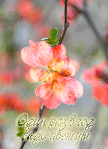 Картинка про весну: Один раз в год сады цветут! - скачать бесплатно на otkrytkivsem.ru
