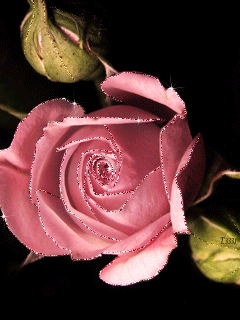 Картинка розовая роза - скачать бесплатно на otkrytkivsem.ru