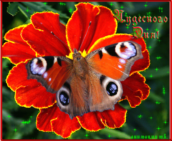 Картинка с бабочкой и пожеланием чудесного дня - скачать бесплатно на otkrytkivsem.ru