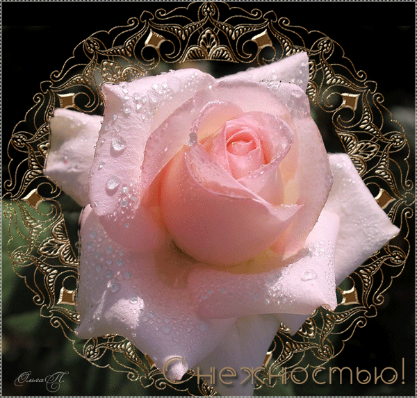Картинка с большой розовой розой: С нежностью! - скачать бесплатно на otkrytkivsem.ru