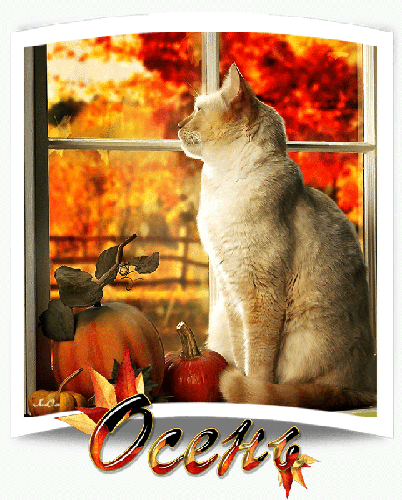 Картинка с кошкой на окне - Золотая Осень! - скачать бесплатно на otkrytkivsem.ru