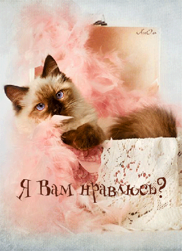 Картинка с сиамской кошкой - скачать бесплатно на otkrytkivsem.ru
