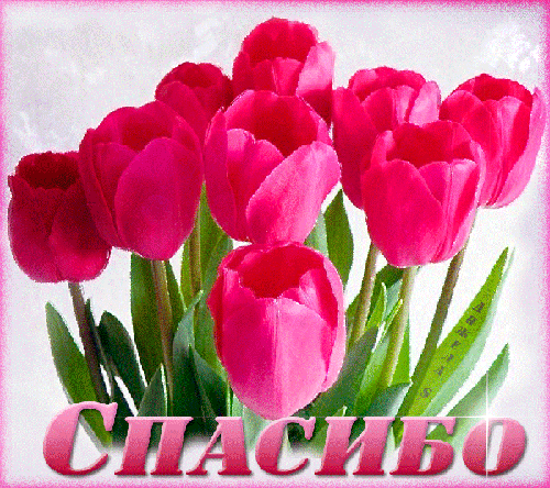 Картинка с тюльпанами Спасибо - скачать бесплатно на otkrytkivsem.ru