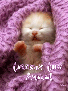 Картинка спящего котенка - скачать бесплатно на otkrytkivsem.ru