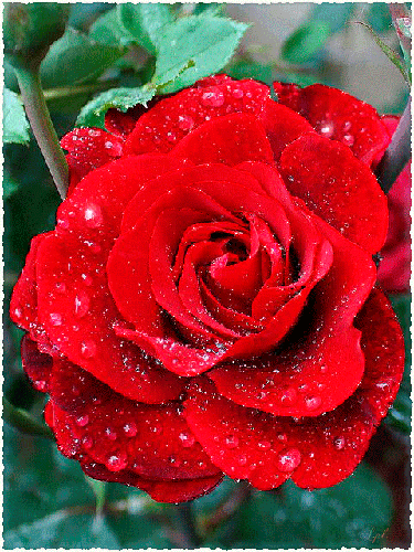 Картинка цветок Роза - скачать бесплатно на otkrytkivsem.ru