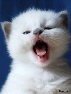 Картинки красивых котят - скачать бесплатно на otkrytkivsem.ru
