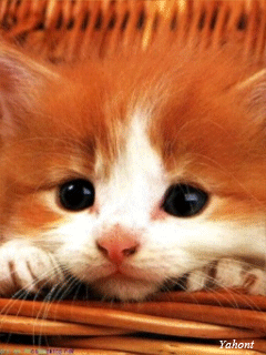 Картинки смешных котят - скачать бесплатно на otkrytkivsem.ru