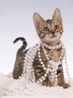 Кошечка с ожерельем - скачать бесплатно на otkrytkivsem.ru