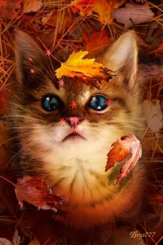 Кошка листопад - скачать бесплатно на otkrytkivsem.ru