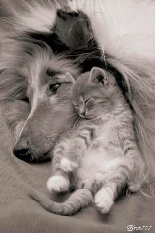 Кошка с собакой - Очаровательная пара - скачать бесплатно на otkrytkivsem.ru