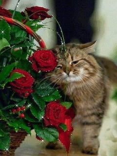 Кошка возле розы - скачать бесплатно на otkrytkivsem.ru