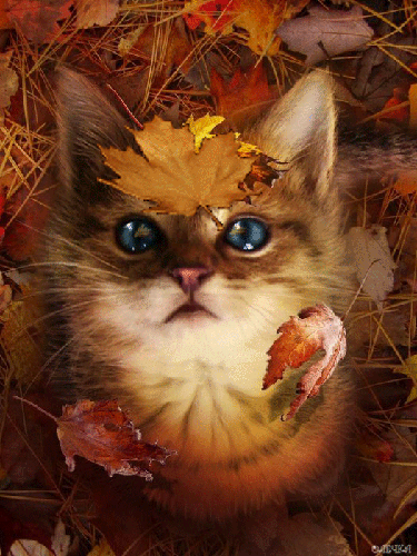 Кот с осенними листьями - скачать бесплатно на otkrytkivsem.ru