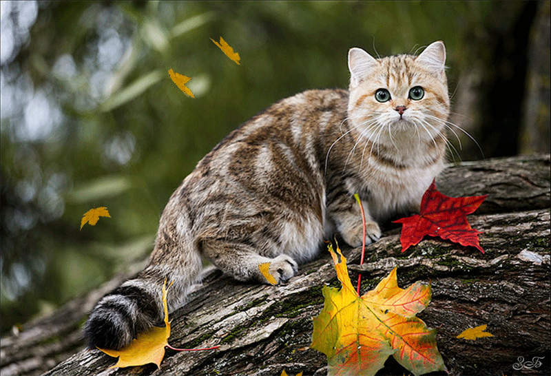 Котик и осень - скачать бесплатно на otkrytkivsem.ru